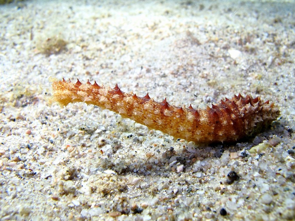 Holothuria impatiens (Forskal, 1775)